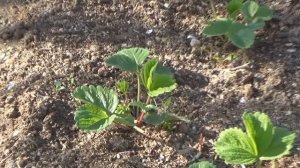 Нашатырный спирт для клубники - хорошая подкормка и отличное средство от вредителей