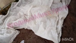 Что с рассадой клубники в январе? ?