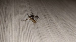 СКЛЕИЛ ТАРАКАНА С ТАРАКАНОМ ЭКСПЕРИМЕНТЫ С ТАРАКАНАМИ