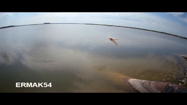 Крупный окунь на отводной