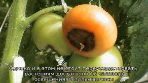 Томат Непас