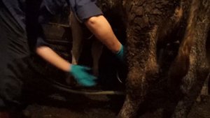 Гигиена вымени коров и диагностика мастита