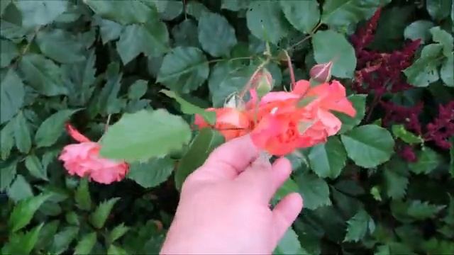 РОЗА ВЕСТЕРЛЕНД - НАСТОЯЩЕЕ ЧУДО ВАШЕГО САДА смотреть онлайн