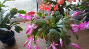 ПОЧЕМУ ДЕКАБРИСТ НЕ ЦВЕТЕТ? КАК ЗАСТАВИТЬ ДЕКАБРИСТ ЦВЕСТИ?