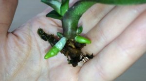 Орхидея с одним листом УДИВИЛА! Нарастила корешки и дала два цветоноса. Мини фаленопсис Korcula ЖИВ