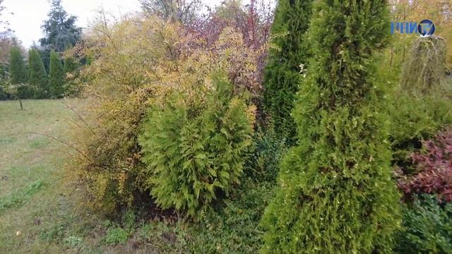 Сотрудники Комитета госконтроля Гродненской области участвуют в акции «Аднавiм лясы разам» смотреть онлайн