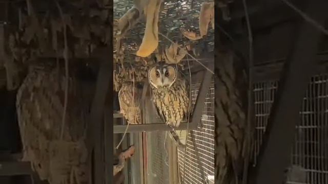 СОВА МосковсКиЙ зооПарк OWL Moscow Zoo