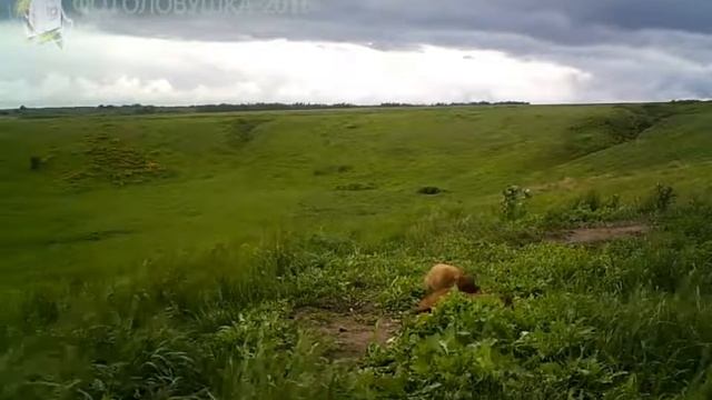 ID1152 заповедник Приволжская лесостепь Другие виды животных У к