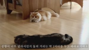 Прогулка с кошкой