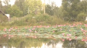 Хабаровский район, село Чёрная речка, август 2023 г.