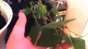 Кивано //кивано дома // часть 2