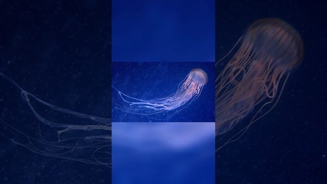 Самое опасное животное в мире ? #shorts #факты #интересныефакты #необычныеживотные смотреть онлайн