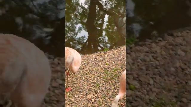 Flamingo in zoo ! Flamingo eating food ! Flamingo swimming! Red flamingo! Baby flamingo! Cute