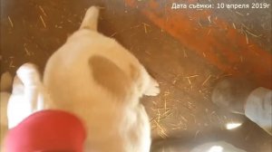 ЕДА АЛАБАЯ- чем кормить щенка АЛАБАЙ?