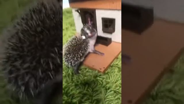 Как умываются ёжики #еж #hedgehog #домашнийеж #африканскийеж #карликовыйеж