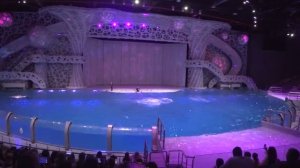 Шоу касаток. Москвариум, часть II