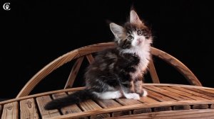 Видео котенка мейн кун черный мрамор с белым Wookiee в 2 месяца www.coonplanet.ru