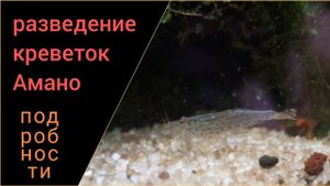 Немного подробностей о разведении креветок Амано