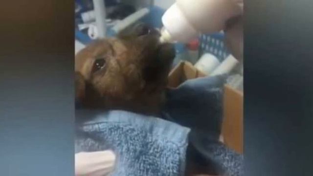 Щенок полз к людям на задних лапках и кричал от боли смотреть онлайн