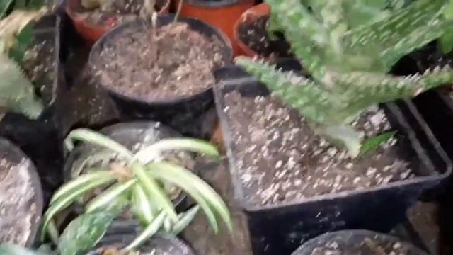Подкормка комнатных растений золой подсолнечника