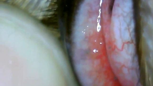 Померанский шпиц. Эктопическая ресница смотреть онлайн