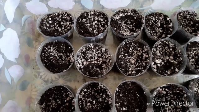 Укоренение крупнолистной гортензии зелёными черенками. смотреть онлайн