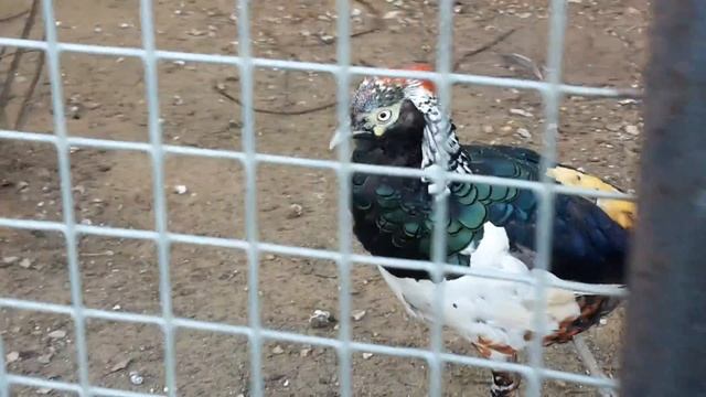 Алмазный фазан Diamond Pheasant смотреть онлайн