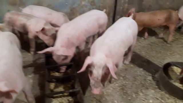 //Свиноматка Дашка бросила Валерчиков,как и чем кормлю //Как произвожу отъем поросят //Процедуры// смотреть онлайн