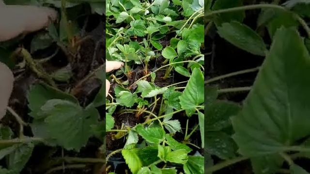 Рассада клубники почти встала ,наш опыт и ошибки смотреть онлайн