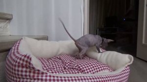 Лысая египетская кошка(котенок). Сфинкс. Sphynx cat.