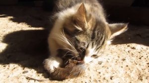 котенок ест мышь, кошка принесла мышку