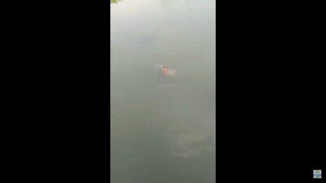 Собака — верный друг и помощник человека с давних времён. смотреть онлайн