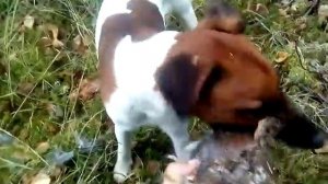 Охота на рябчика с Фоксом.