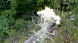 Pearly Everlasting (Anaphalis Margaritacea)