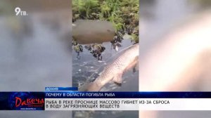 Проведено расследование по факту массовой гибели рыбы в реке Проснице