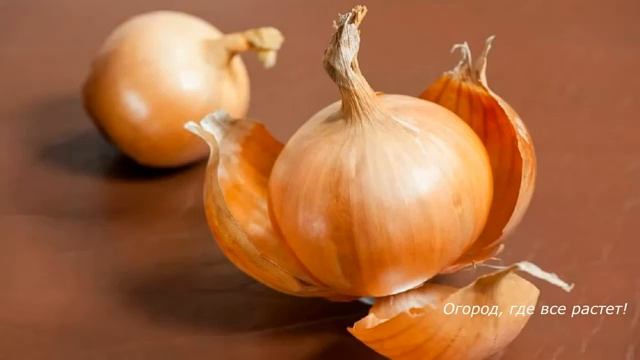 О пользе луковой шелухи и зеленки для растений.mp4 смотреть онлайн