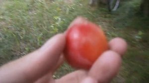 Алыча колоновидная синяя