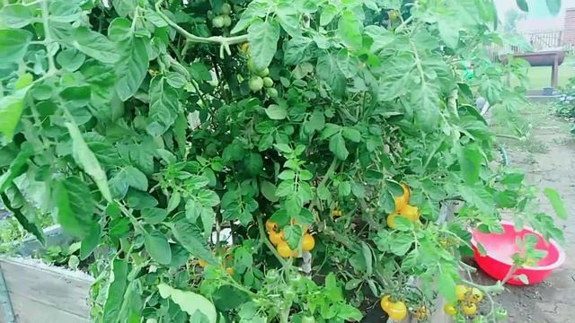 Томат черри Желтая вишня