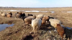 Эдильбаевские овцы в СИБИРИ, Первый выпас 6.04.22