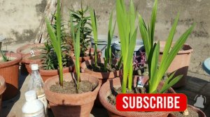 #Gladiolus Bulbs Winter Care and Fertilizer to get Sword Lily Flowers in Spring