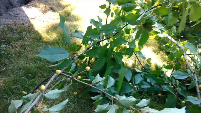 Я ненавижу  мышей  мой  камин  просто  развалился  на  глазах смотреть онлайн