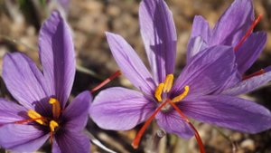 Как Выращивать  Шафран Дома