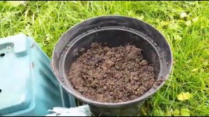 Редкие многолетние цветы в саду: Как сажать Оксалис?