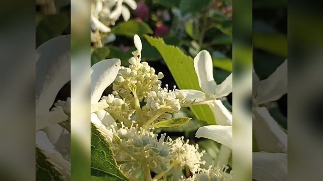 некоторые сорта метельчатых гортензий.
