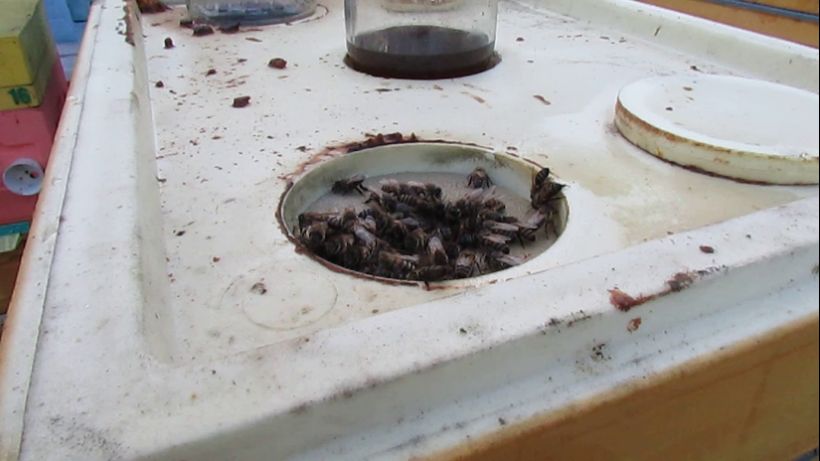 2.05.2023 - леток в потолке имеет преимущество для сохранения тепла в гнезде пчел при похолодании