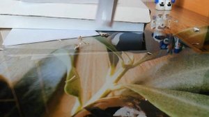 как сделать тренировочный самокат из бумаги и картона