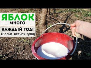 Чтобы яблок было много делайте как мой дедушка! Уход за плодовыми деревьями после зимы от а до я.
