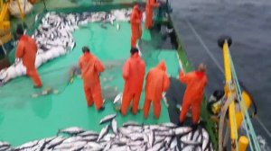 Дрифтер . Лов лосося. Красной рыбы . 2014