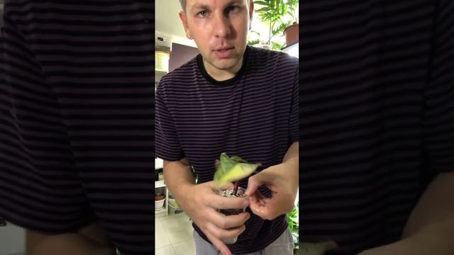 Привёз себе пару крутых растений карамель марбл и ред эмеральд смотреть онлайн