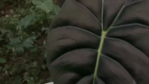 Alocasia golden bone #alocasia #alocasiaGoldenBone #goldenBone #aroidIndonesia